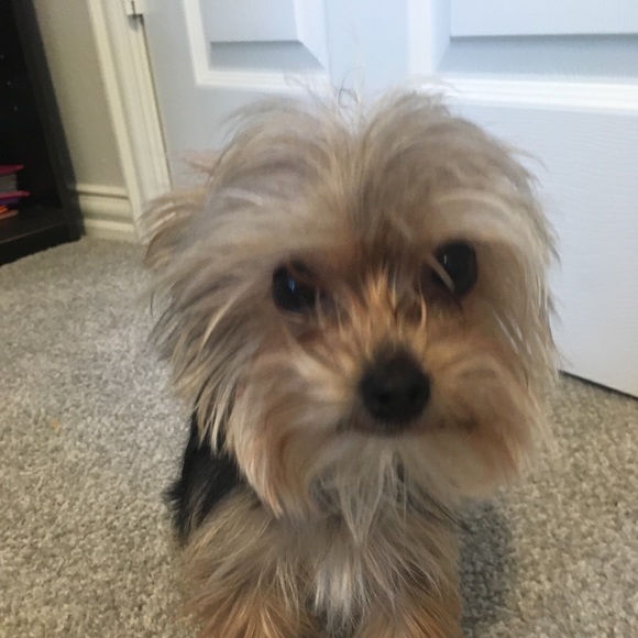 Meet your Posher, Landry - Picture 1 of 1